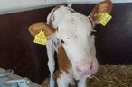 Steininger Kalb 1.jpg Steininger Kalb 1.jpg