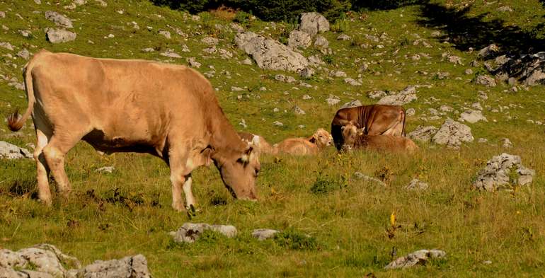 Rinder auf der Alm Rinder auf der Alm