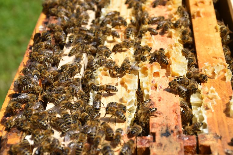 Blütenhonig_gibt_es_witterungsbedingt_wenig_oder_wurde_größtenteils_von_den_Bienen_selbst_verbraucht._Bienenzentrum_OÖ_Frühwirth.jpg © LK OÖ