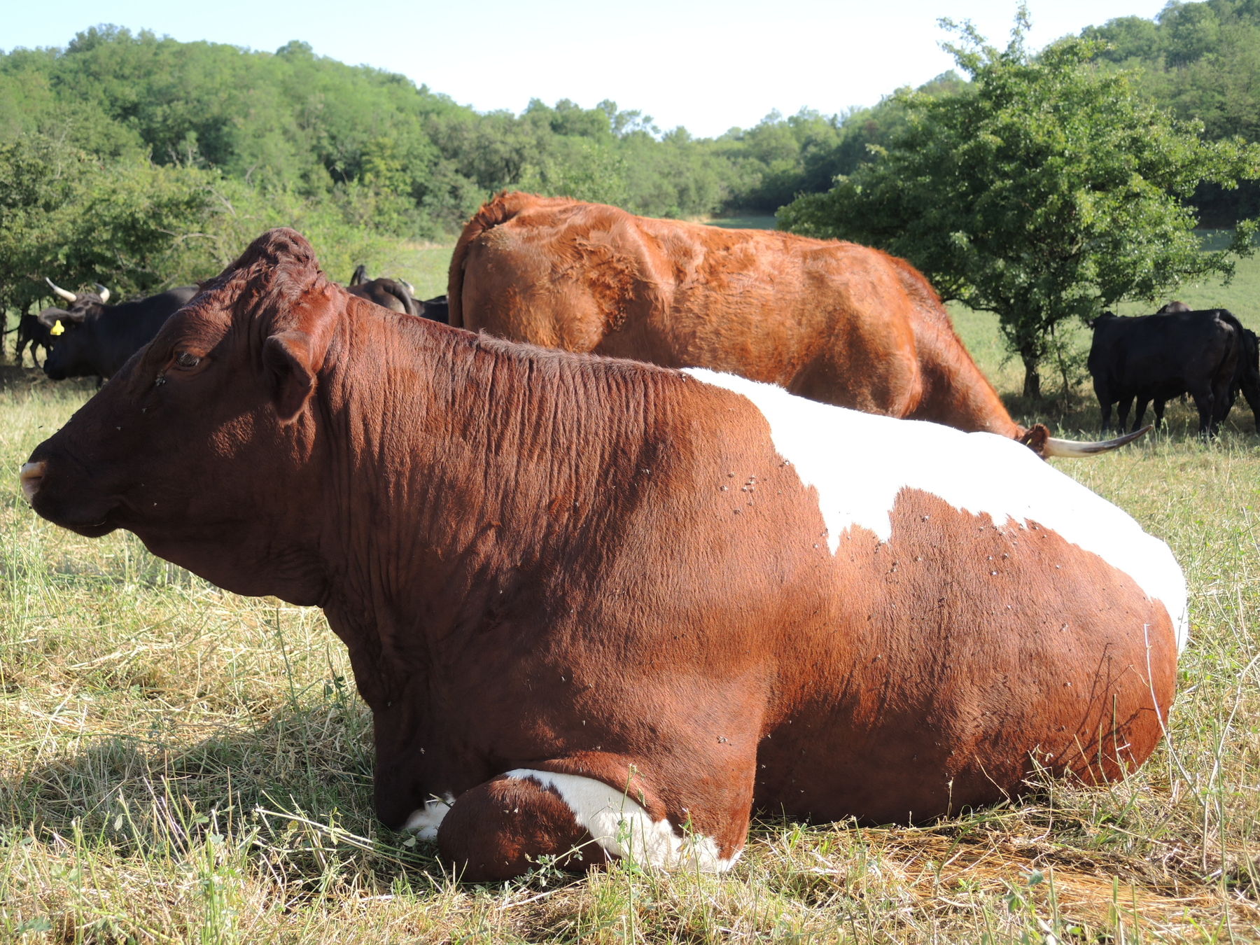 2021 Betrieb Bernold Stronsdorf © Andrea Uhl LK NÖ (5).jpg © Andrea Uhl LK NÖ 2021 Betrieb Bernold Stronsdorf © Andrea Uhl LK NÖ (5).jpg © Andrea Uhl LK NÖ