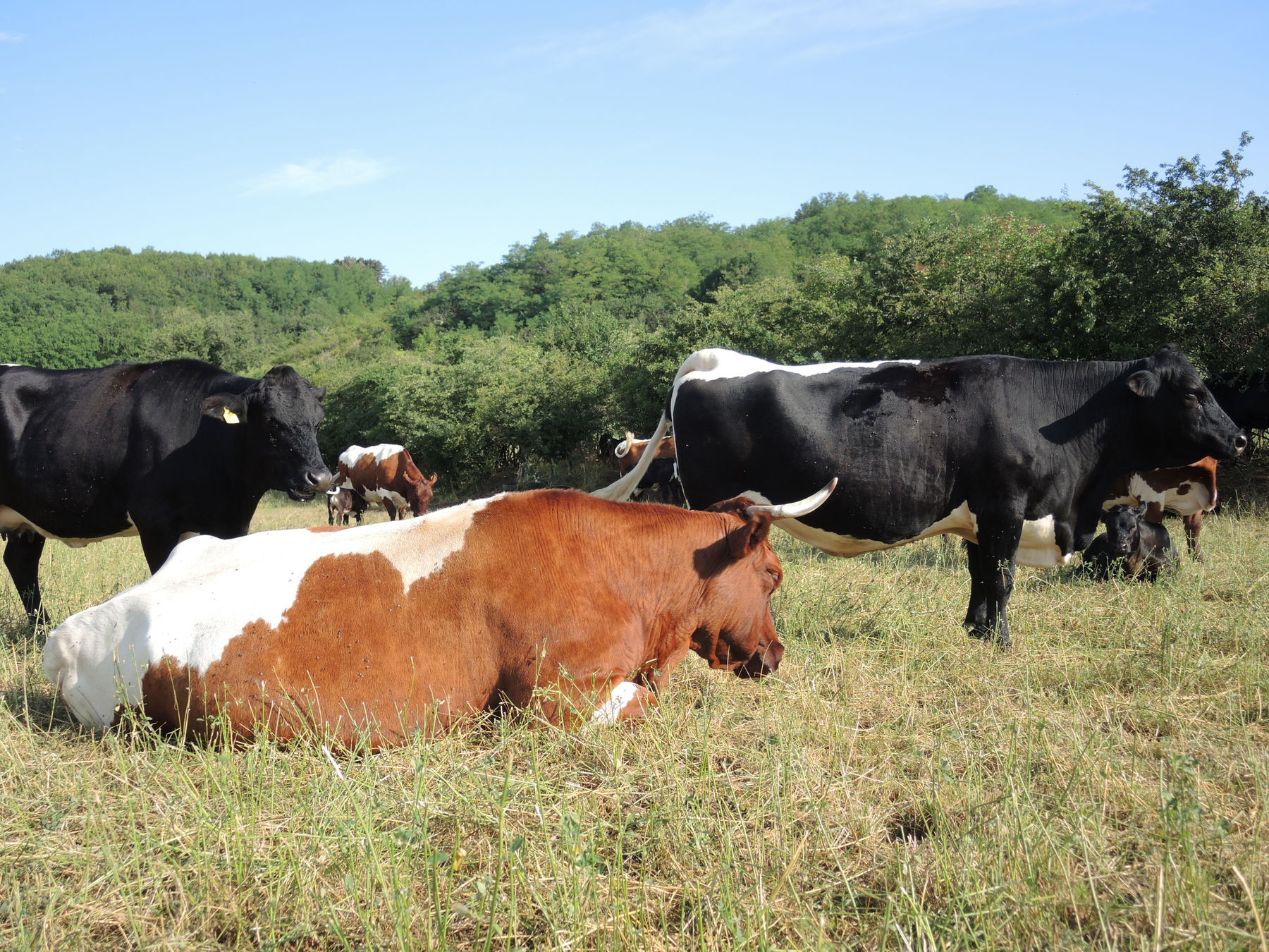 2021 Betrieb Bernold Stronsdorf © Andrea Uhl LK NÖ (16).jpg © Andrea Uhl LK NÖ 2021 Betrieb Bernold Stronsdorf © Andrea Uhl LK NÖ (16).jpg © Andrea Uhl LK NÖ