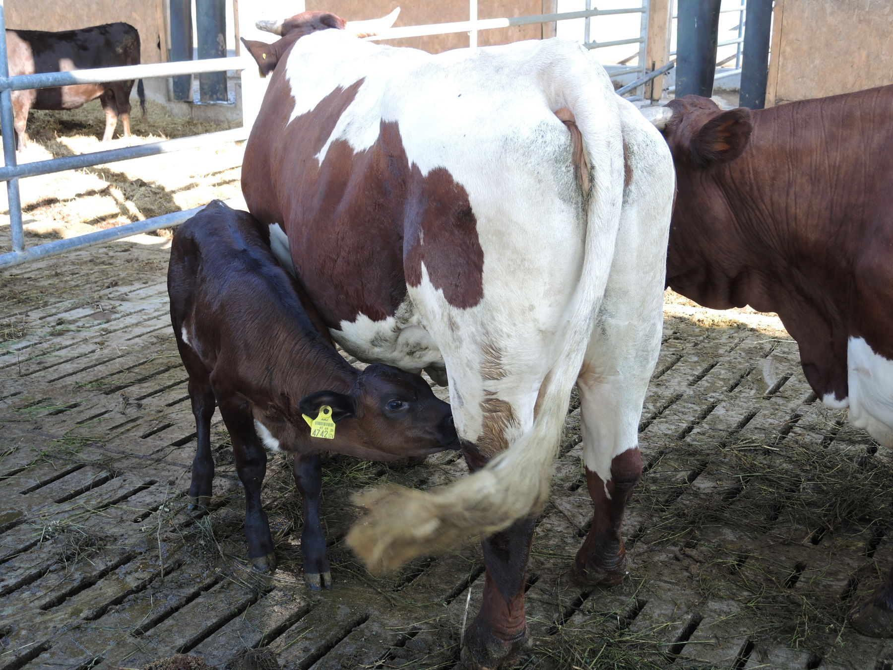 2021 Betrieb Bernold Stronsdorf © Andrea Uhl LK NÖ (21).jpg © Andrea Uhl LK NÖ 2021 Betrieb Bernold Stronsdorf © Andrea Uhl LK NÖ (21).jpg © Andrea Uhl LK NÖ