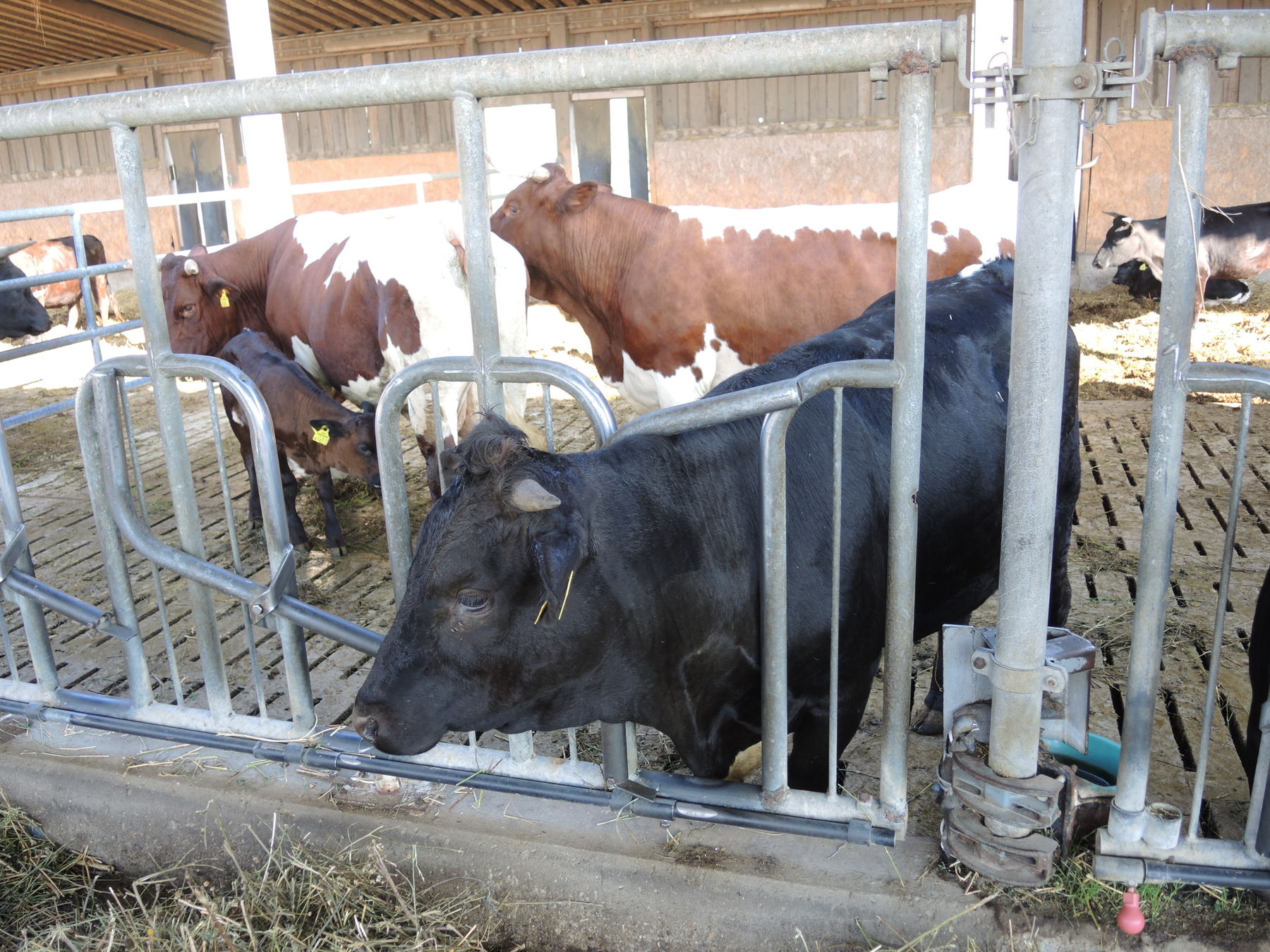 2021 Betrieb Bernold Stronsdorf © Andrea Uhl LK NÖ (22).jpg © Andrea Uhl LK NÖ 2021 Betrieb Bernold Stronsdorf © Andrea Uhl LK NÖ (22).jpg © Andrea Uhl LK NÖ