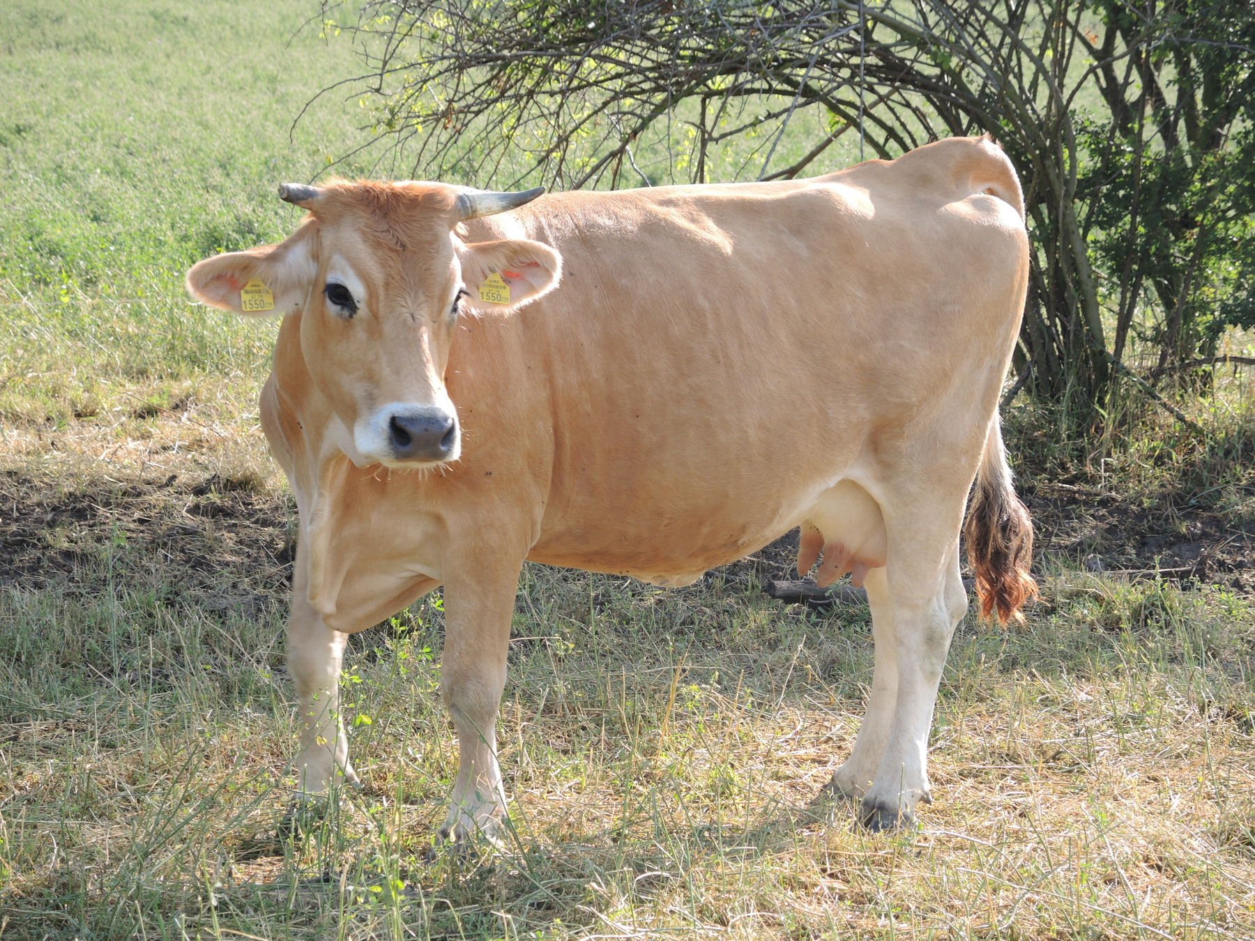 2021 Betrieb Bernold Stronsdorf © Andrea Uhl LK NÖ (34).jpg © Andrea Uhl LK NÖ 2021 Betrieb Bernold Stronsdorf © Andrea Uhl LK NÖ (34).jpg © Andrea Uhl LK NÖ