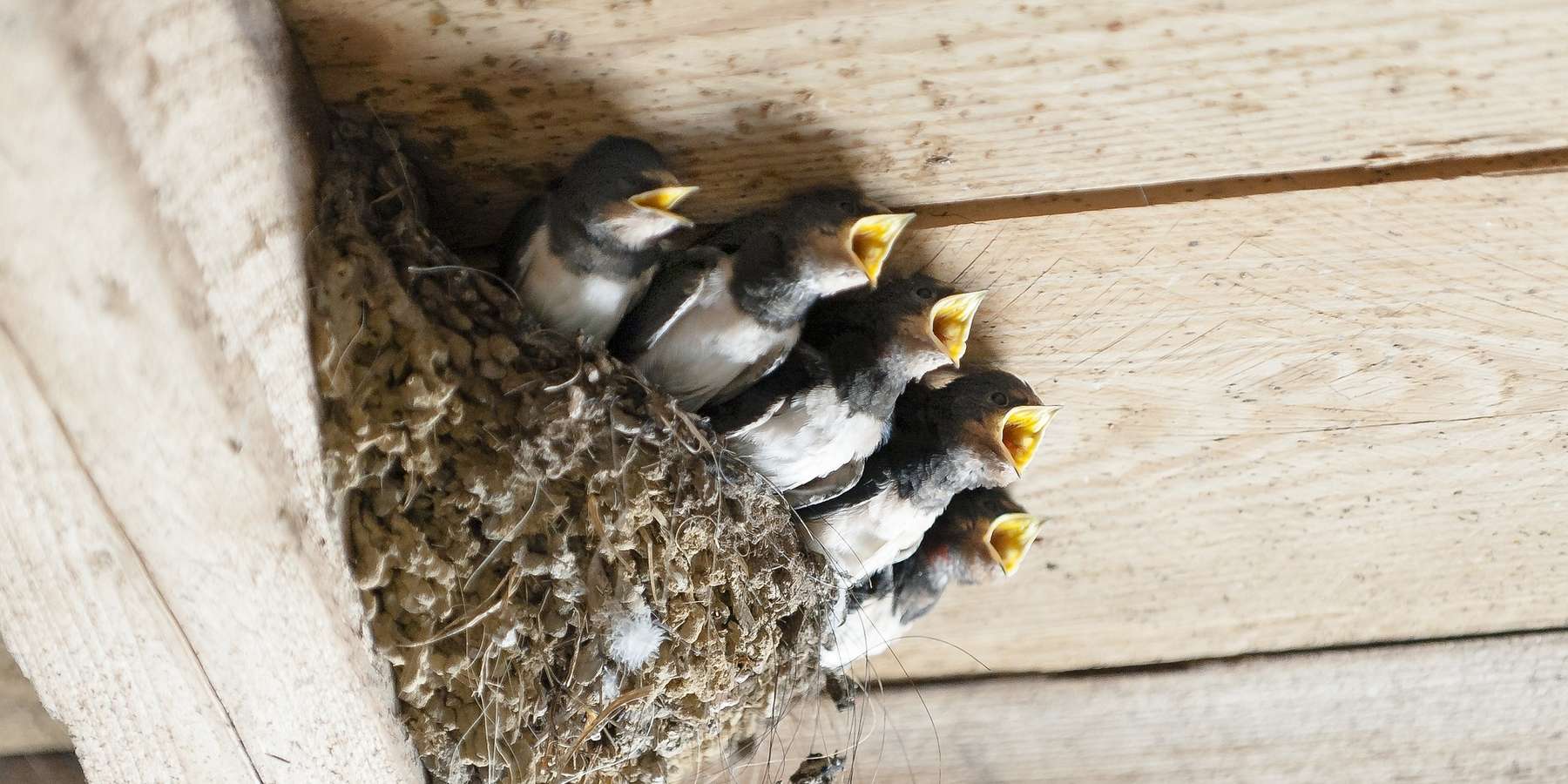 Schwalben verfüttern pro Brut rund 12.000 Insekten und tragen so auch zum Tierwohl bei.