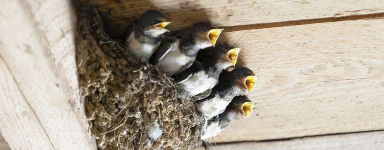 Schwalben verfüttern pro Brut rund 12.000 Insekten und tragen so auch zum Tierwohl bei.