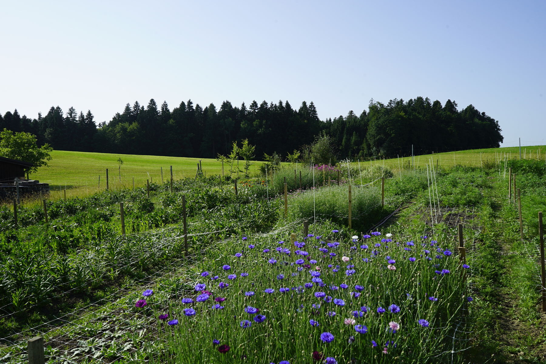 Fam. Dörner_Bluemenfeld.jpg © Mösenbichler Fam. Dörner_Bluemenfeld.jpg © Mösenbichler