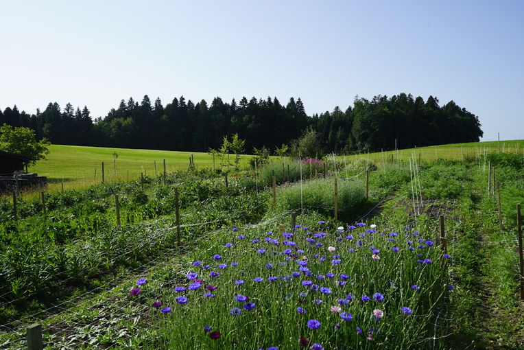 Fam. Dörner_Bluemenfeld.jpg © Mösenbichler