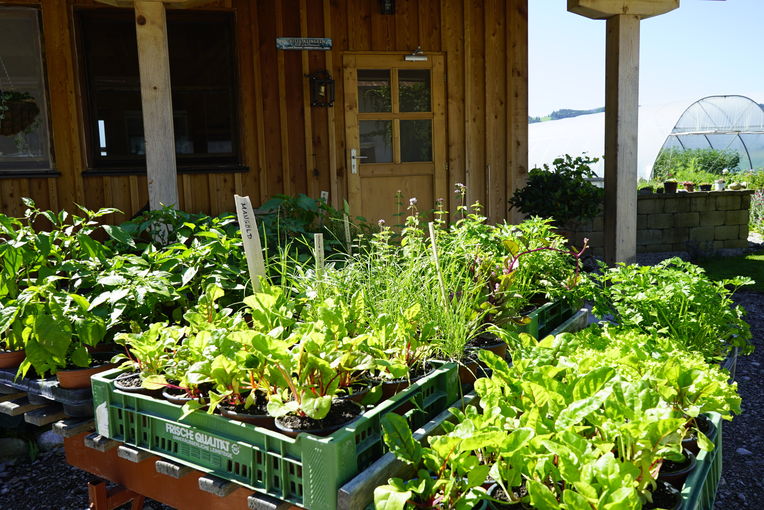 Philipp Pertiller_Salat.jpg © Mösenbichler Philipp Pertiller_Salat.jpg © Mösenbichler