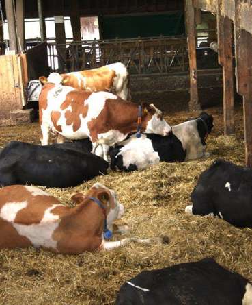 Milchkühe im Stall © Paula Pöchlauer-Kozel/LK Niederösterreich Milchkühe im Stall © Paula Pöchlauer-Kozel/LK Niederösterreich