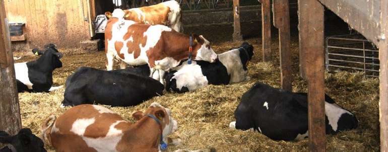 Milchkühe im Stall © Paula Pöchlauer-Kozel/LK Niederösterreich Milchkühe im Stall © Paula Pöchlauer-Kozel/LK Niederösterreich
