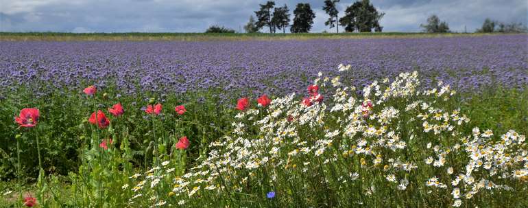 Phacelia, Mohnblumen, Margariten