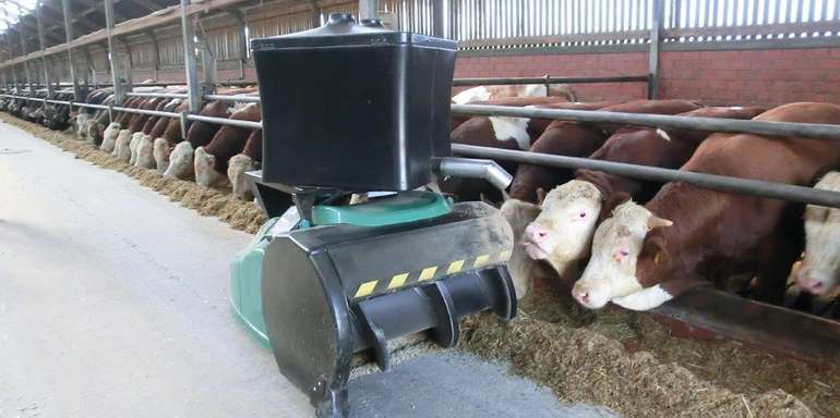 Auch in der Rindermast wird der Futteranschubroboter eingesetzt. Dieses Modell verabreicht darüber hinaus eine Lockfuttergabe mit Kraftfutter.