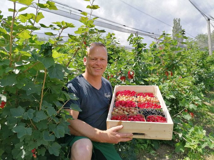 Die Steiermark hat sich zum Beerenland entwickelt: Hoch im Kurs sind Heidelbeeren und rote Johannisbeeren – auch Himbeeren sind sehr beliebt..jpg