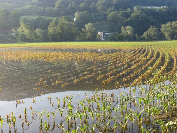 6-88.jpg © Landwirtschaftskammer Oberösterreich/Christoph Zaussinger