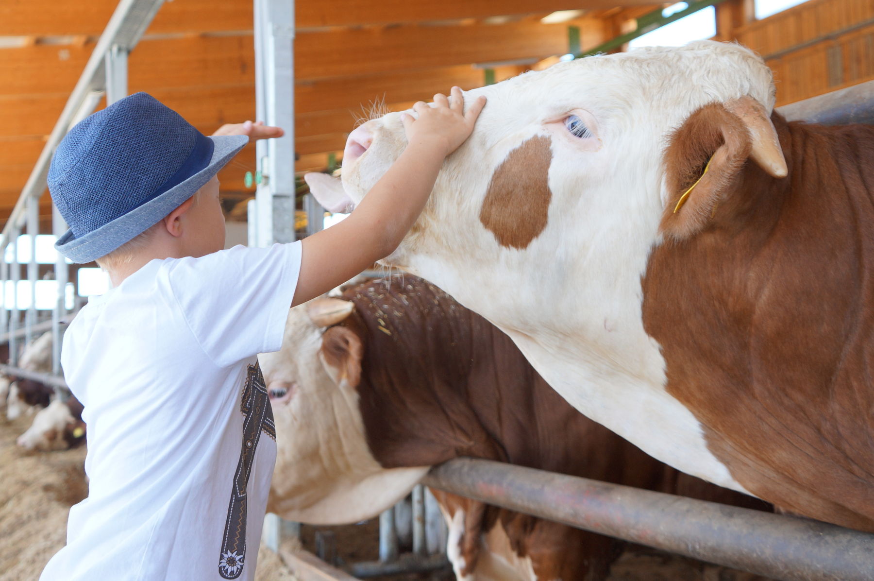© Anna Schreiner/LK Österreich © Anna Schreiner/LK Österreich