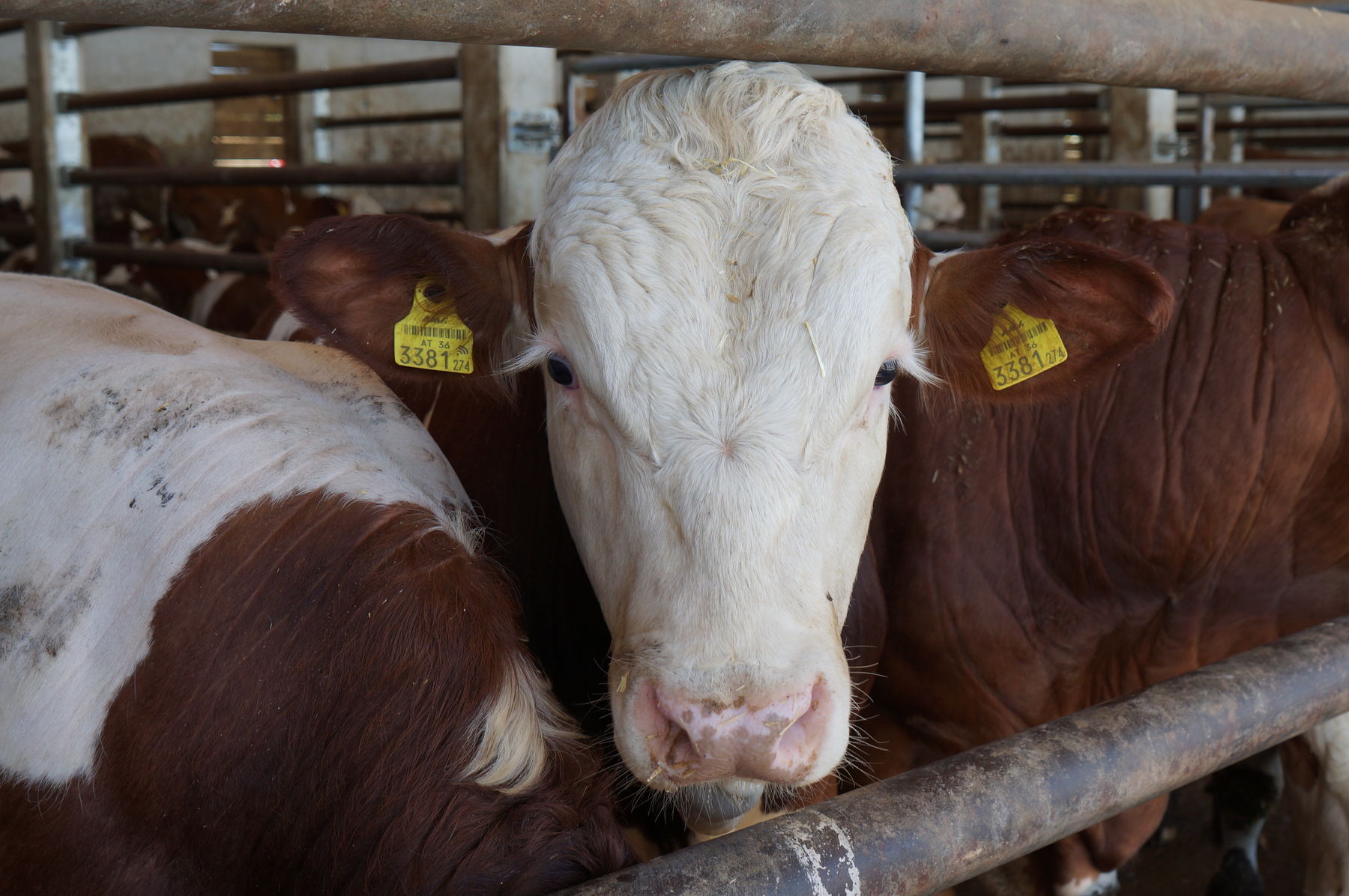 © Anna Schreiner/LK Österreich © Anna Schreiner/LK Österreich