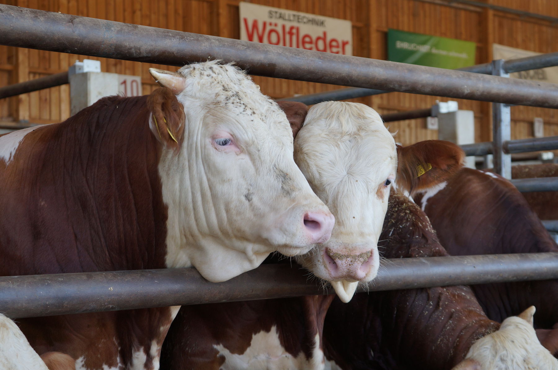 © Anna Schreiner/LK Österreich © Anna Schreiner/LK Österreich