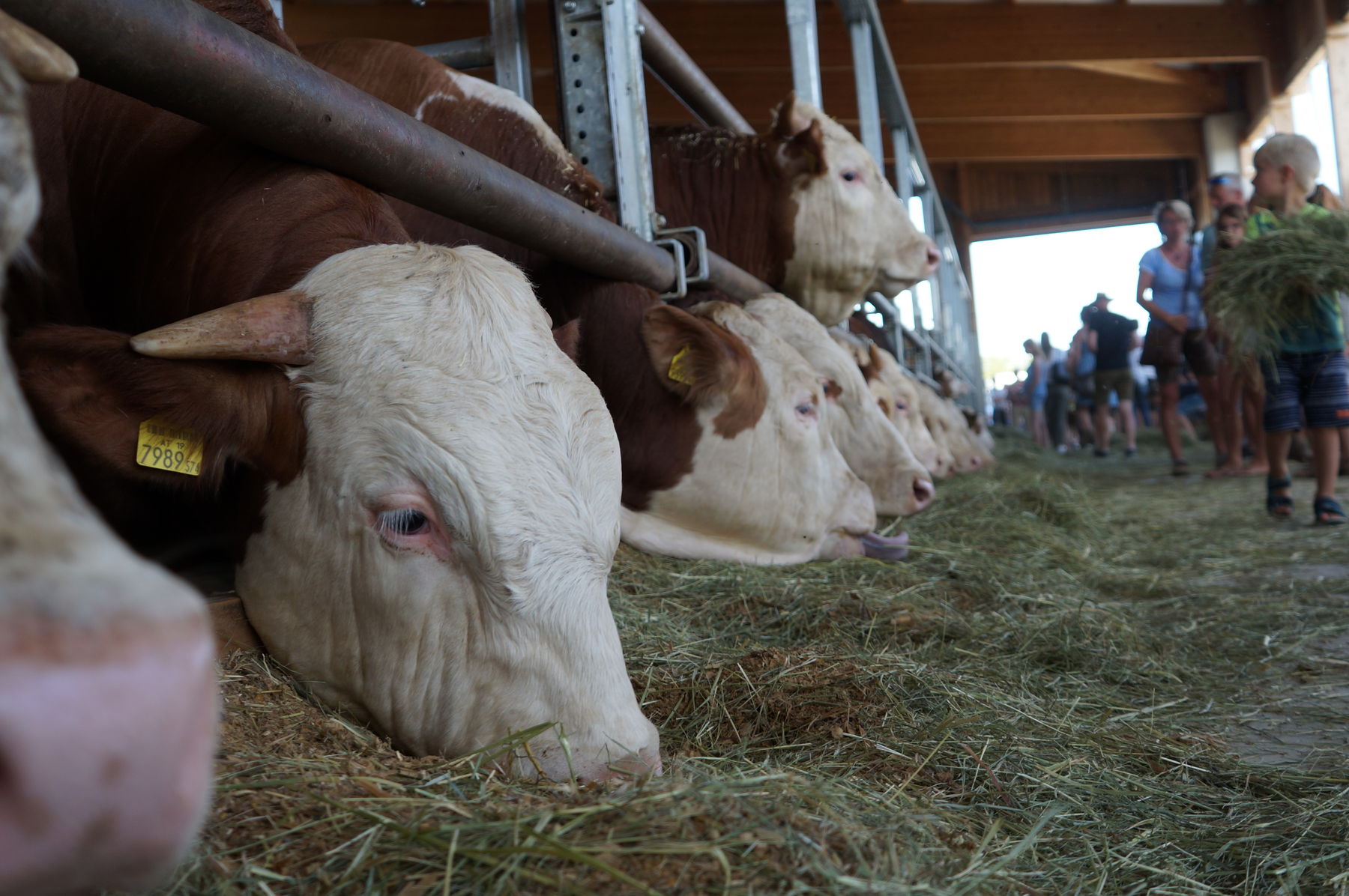 © Anna Schreiner/LK Österreich © Anna Schreiner/LK Österreich