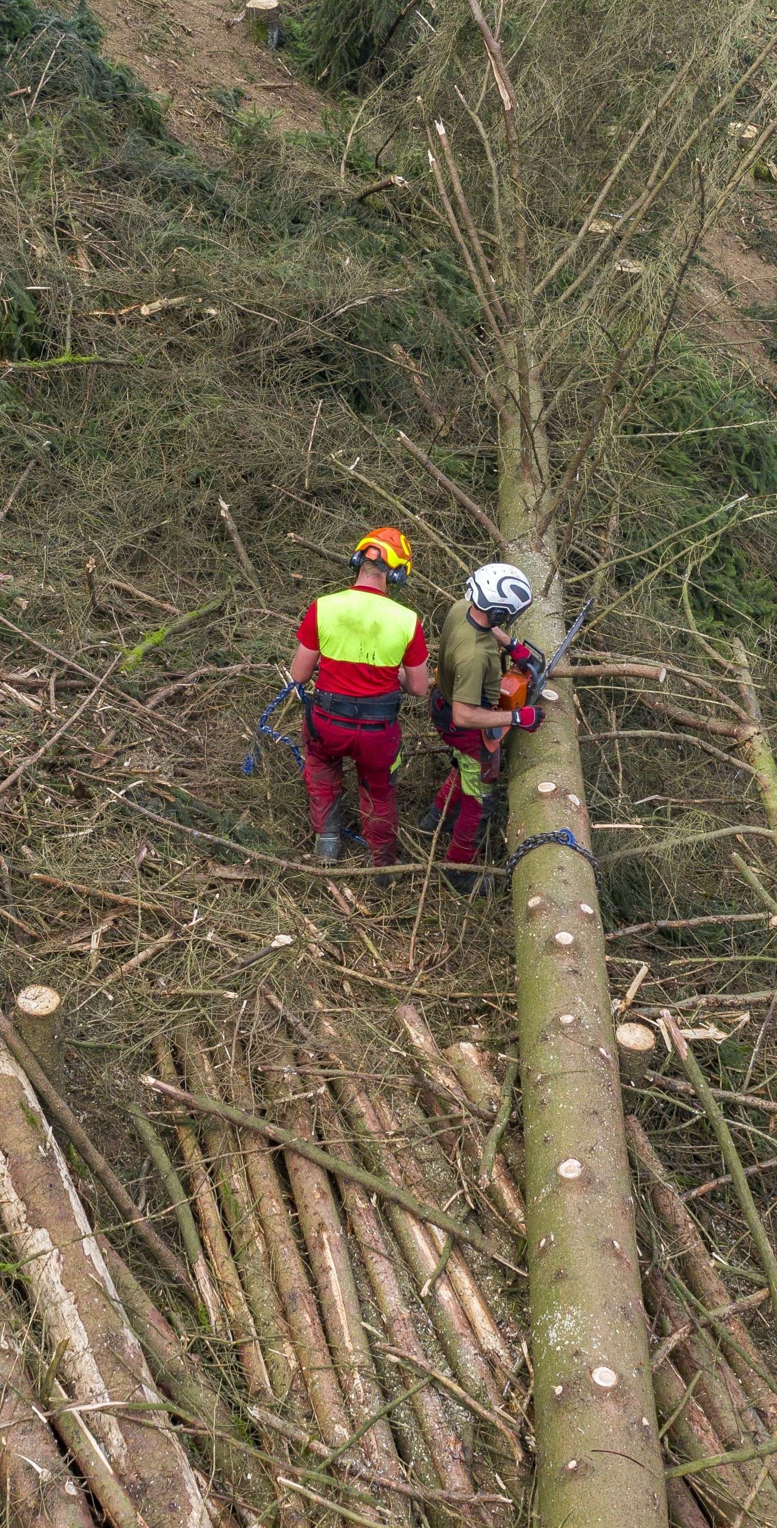 1_Käferholz-min.jpg © agrarfoto 1_Käferholz-min.jpg © agrarfoto