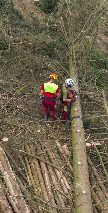 1_Käferholz-min.jpg © agrarfoto 1_Käferholz-min.jpg © agrarfoto
