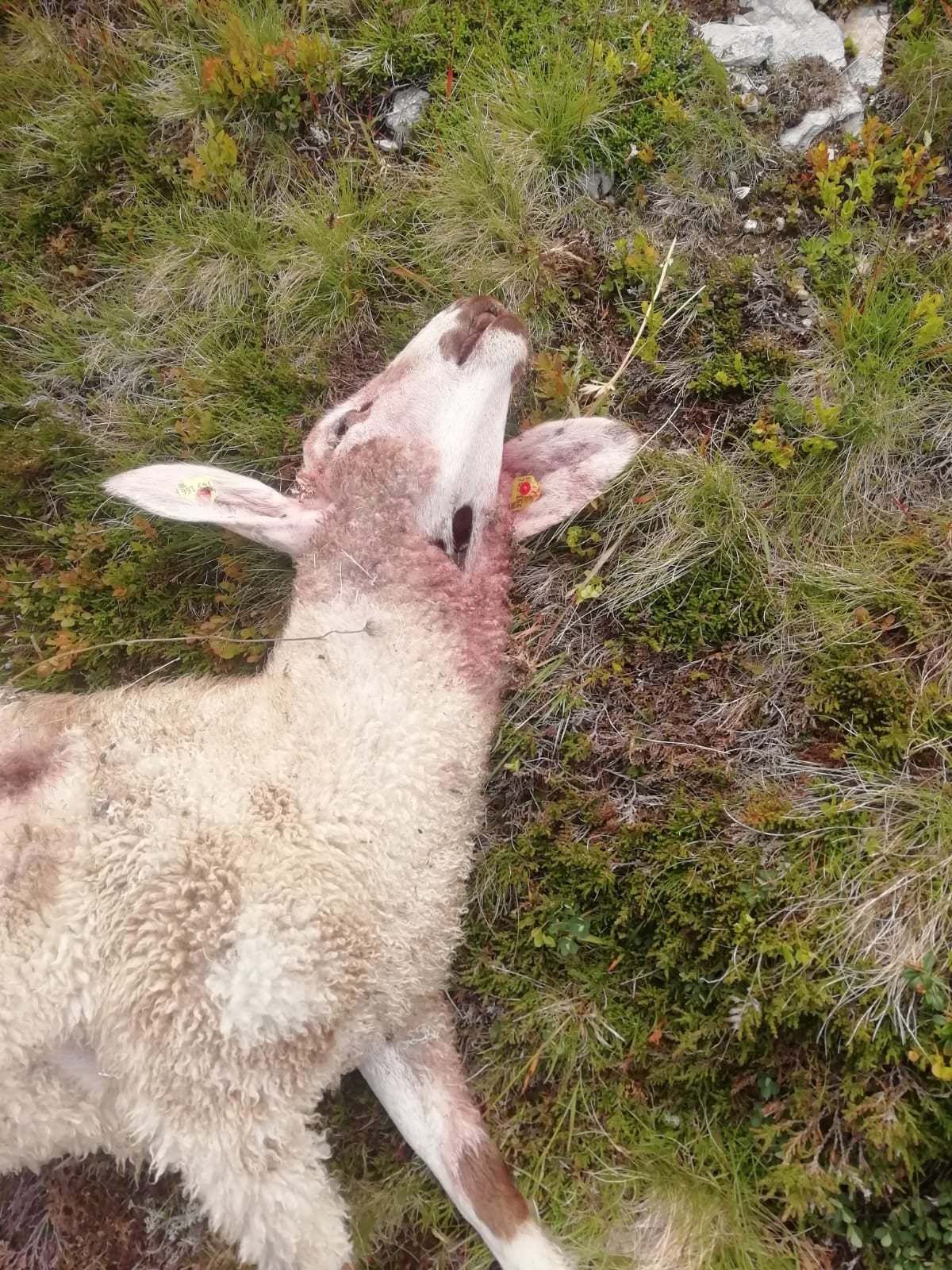 2_Schaf-min.jpg © KK 2_Schaf-min.jpg © KK