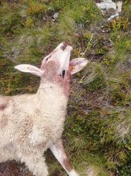 2_Schaf-min.jpg © KK 2_Schaf-min.jpg © KK