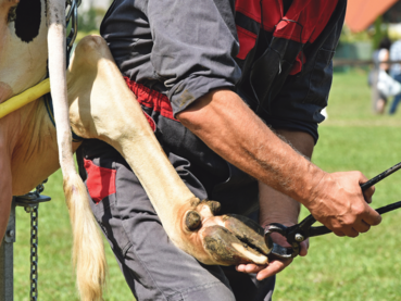 Klauenfit – mit dem richtigen Schuhwerk durch die Almzeit.png