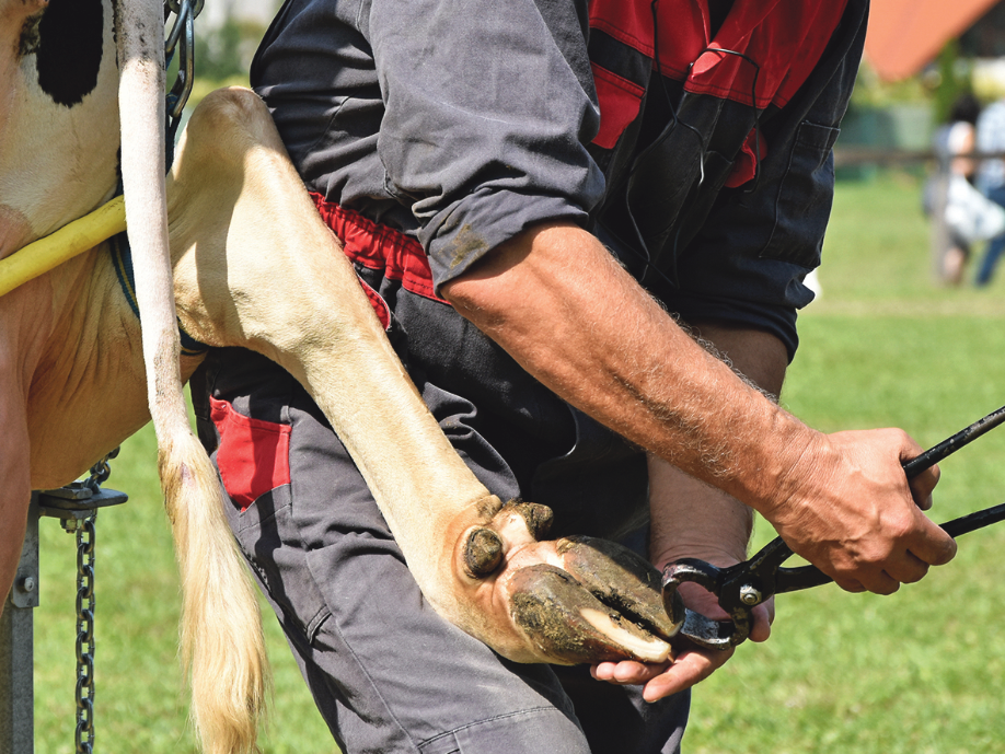 Klauenfit – mit dem richtigen Schuhwerk durch die Almzeit.png © Foto: Adobe Stock/majorosl66
