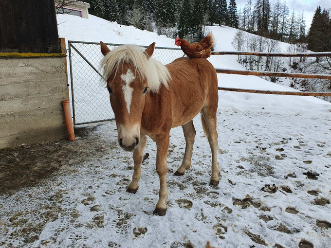 Mein Bild 2021.jpg © Salzburger Bauer/Meissnitzer Mein Bild 2021.jpg © Salzburger Bauer/Meissnitzer