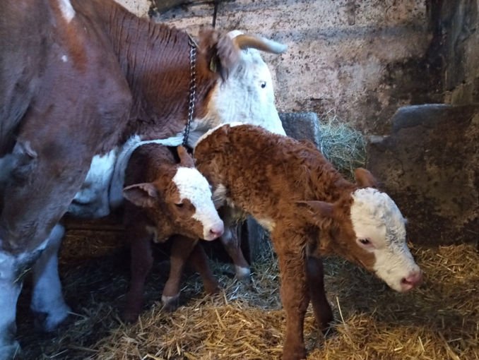 Mein Bild 2021.jpg © Salzburger Bauer/Kleinödbauer Mein Bild 2021.jpg © Salzburger Bauer/Kleinödbauer