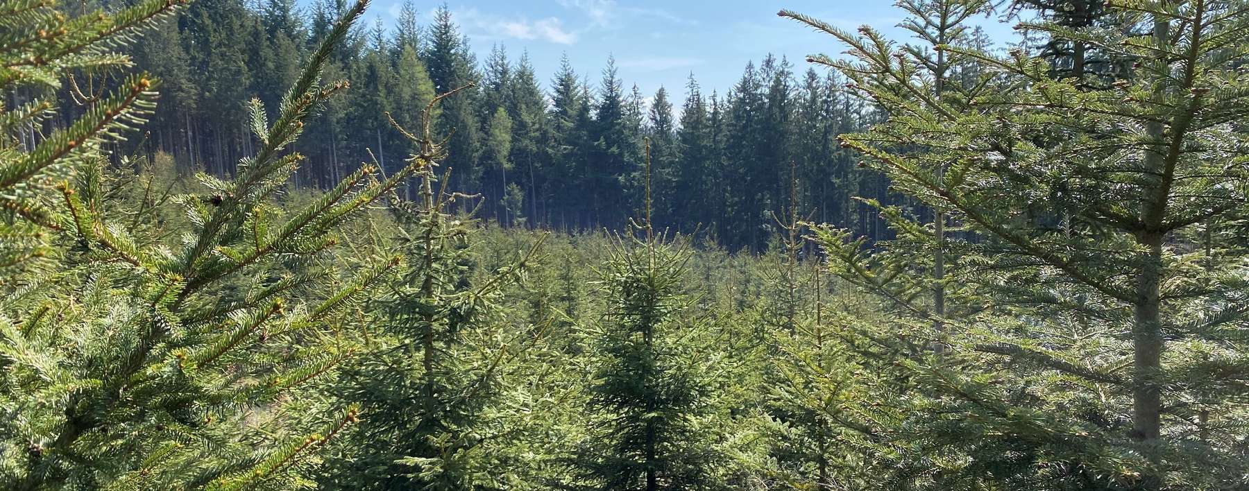 Die Dickungspflege ist wichtig für mehr Standraum im jungen Nadelwald..jpg © Höckner Landwirtschaftskammer Oberösterreich Die Dickungspflege ist wichtig für mehr Standraum im jungen Nadelwald..jpg © Höckner Landwirtschaftskammer Oberösterreich
