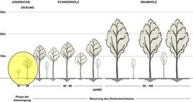 Modell der Einzelbaum- und Bestandesentwicklung bei einer einzelbaumorientierten Laubwaldbewirtschaftung (z.B. Eichentyp).jpg