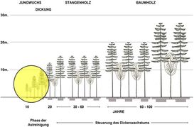 Modell der Einzelbaum- und Bestandesentwicklung der Lärche im Behandlungstyp Lärche-Buche.jpg