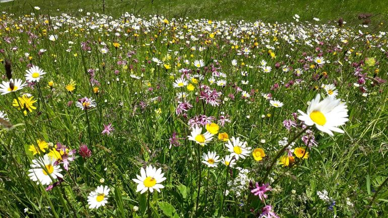 Wiese kunterbunt 2021.jpg