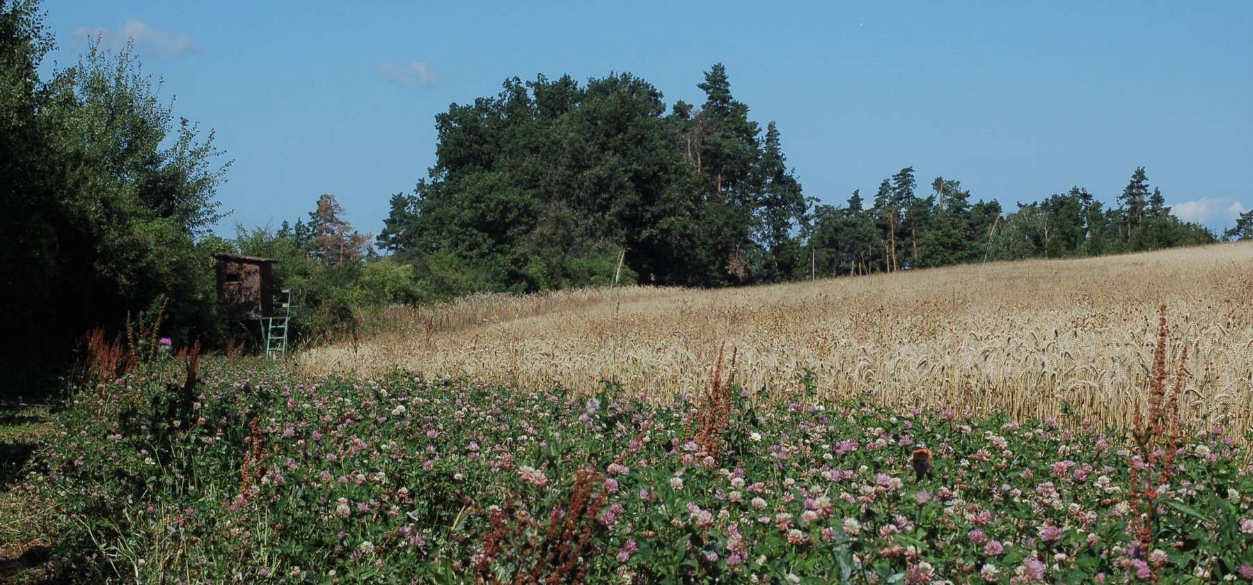 Biodiversitätsfläche in Modsiedl.jpg © Johannes Zauner/LK Niederösterreich Biodiversitätsfläche in Modsiedl.jpg © Johannes Zauner/LK Niederösterreich