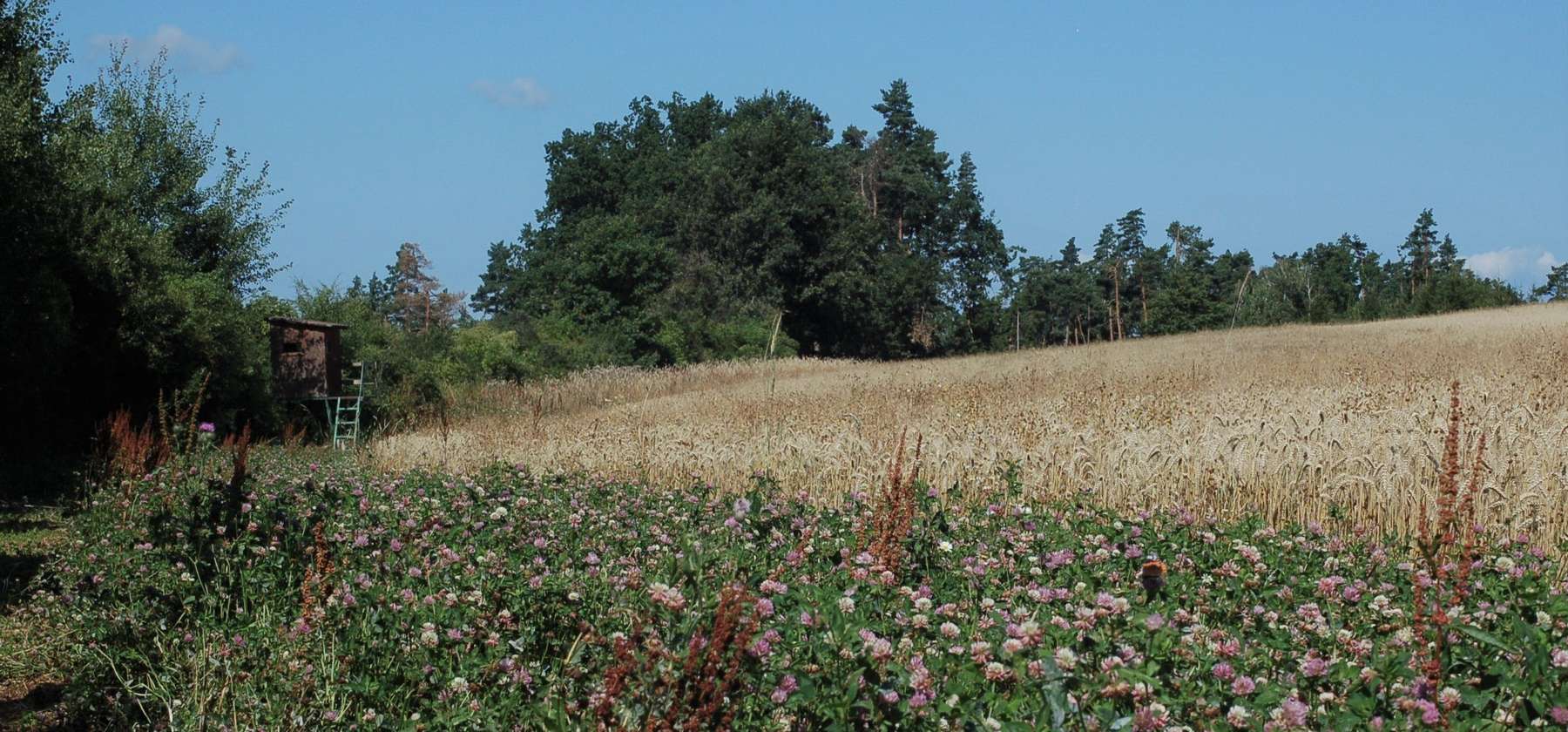 Biodiversitätsfläche in Modsiedl.jpg