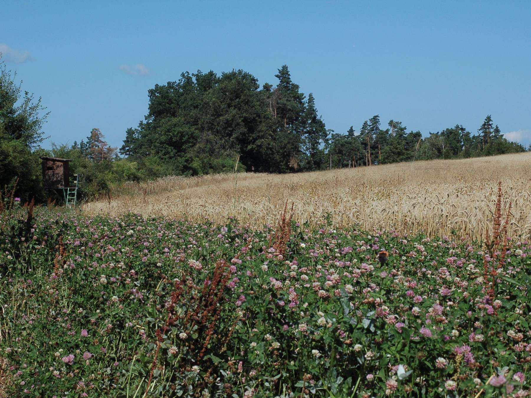Biodiversitätsfläche in Modsiedl.jpg © Johannes Zauner/LK Niederösterreich Biodiversitätsfläche in Modsiedl.jpg © Johannes Zauner/LK Niederösterreich