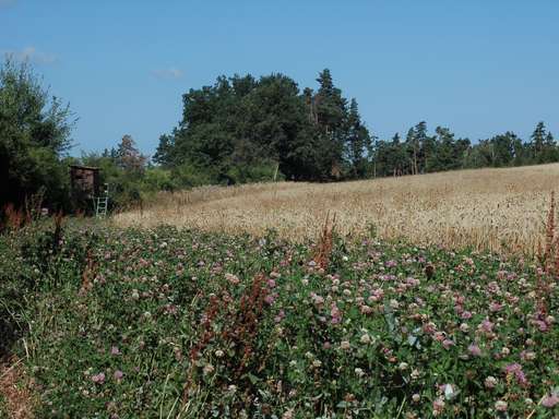 Biodiversitätsfläche in Modsiedl.jpg