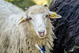 71. NÖ Almwandertag © Georg Pomassl/LK Niederösterreich