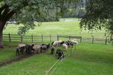 © Schaf- und Ziegenzuchtverband Kärnten © Schaf- und Ziegenzuchtverband Kärnten