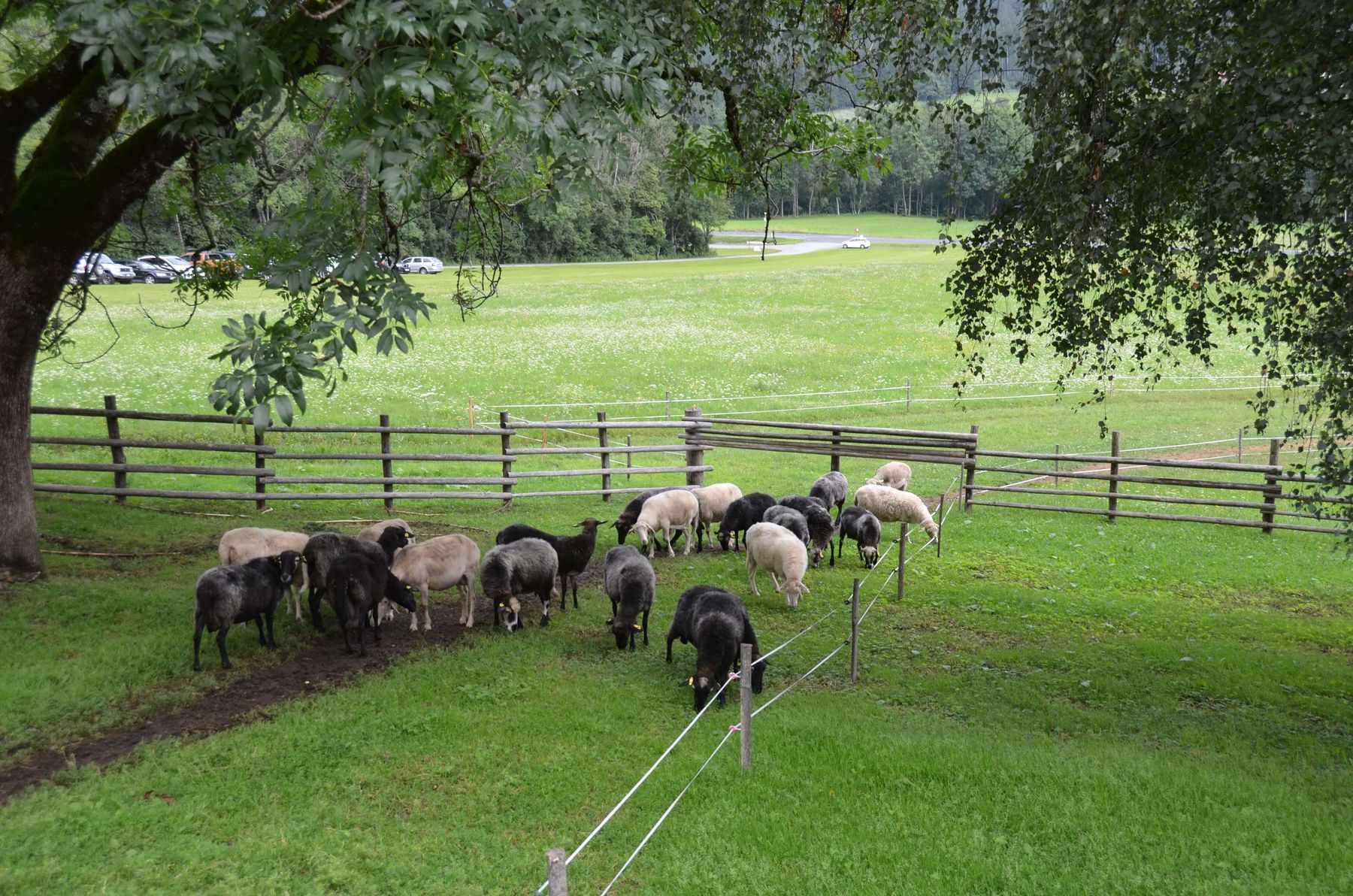 © Schaf- und Ziegenzuchtverband Kärnten © Schaf- und Ziegenzuchtverband Kärnten