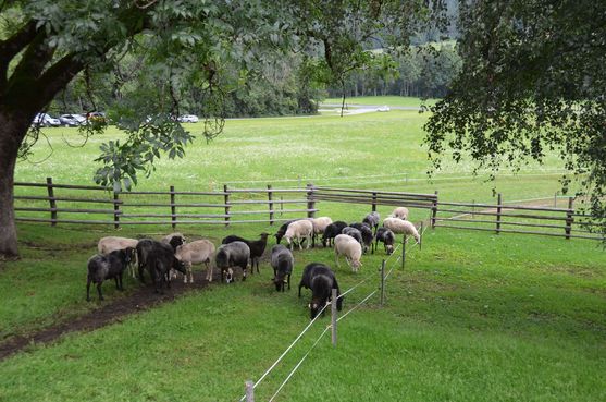 © Schaf- und Ziegenzuchtverband Kärnten