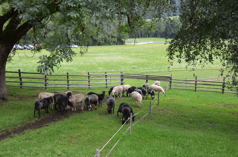 © Schaf- und Ziegenzuchtverband Kärnten