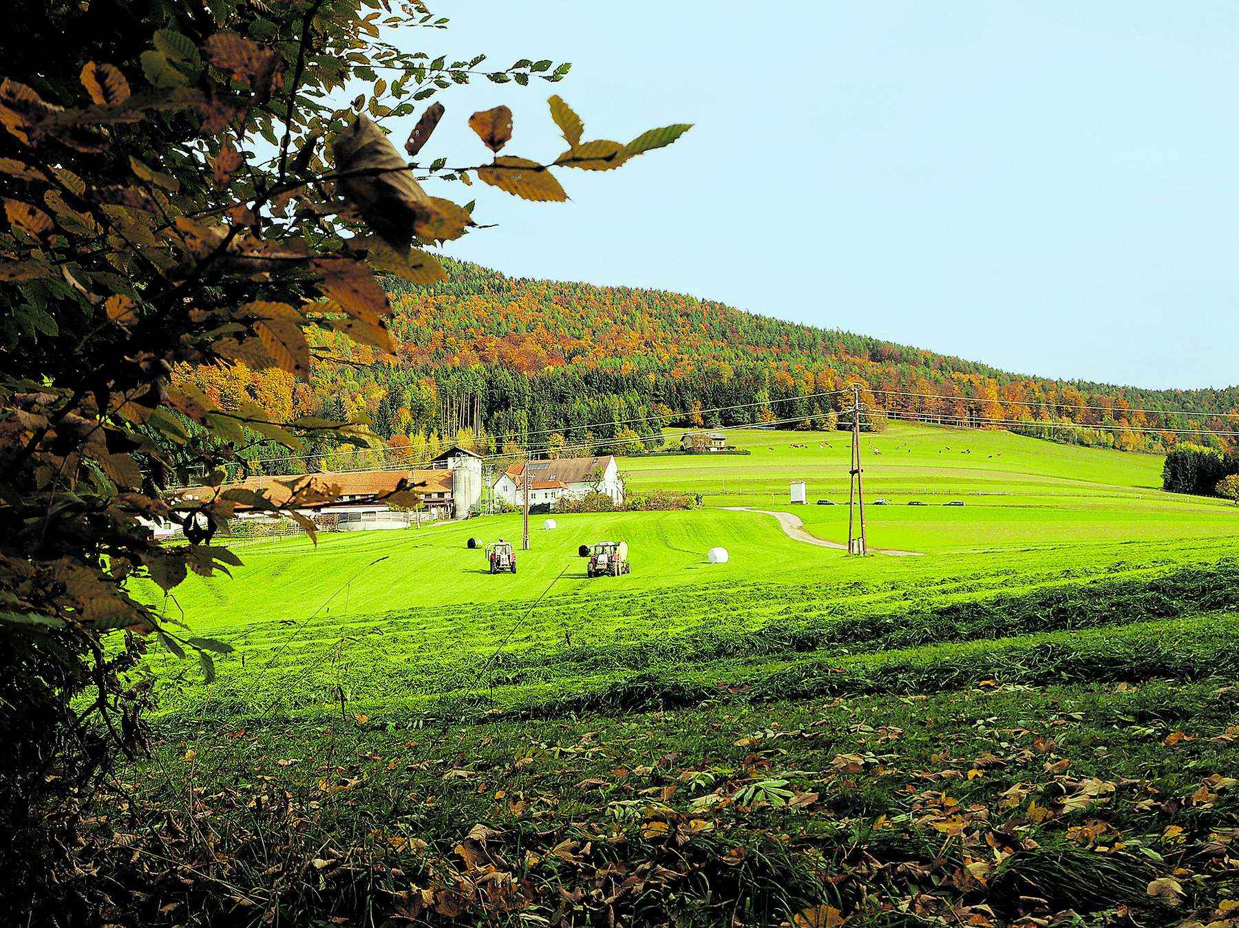 Grünland © LK-Stmk/Musch