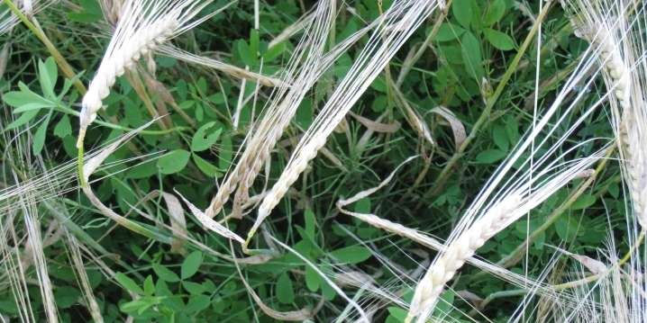 Bio-Wintergerste mit Kleeeinsaat.jpg © Landwirtschaftskammer Oberösterreich Bio-Wintergerste mit Kleeeinsaat.jpg © Landwirtschaftskammer Oberösterreich