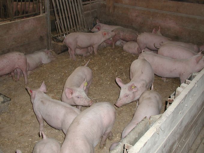 Neue Umgebung fremde Tiere ungewohntes Futter... - beim Absetzen kommen viele Stressfaktoren zusammen (2).jpg © LK Kärnten/Fuchs Neue Umgebung fremde Tiere ungewohntes Futter... - beim Absetzen kommen viele Stressfaktoren zusammen (2).jpg © LK Kärnten/Fuchs