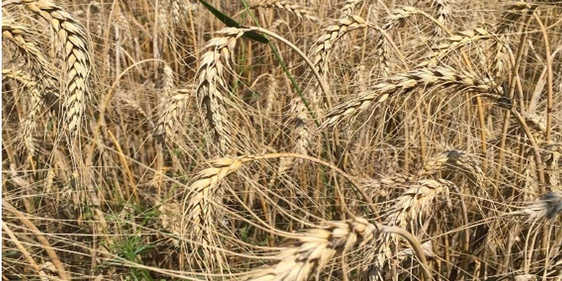 Bio-Winteremmer.jpg © Landwirtschaftskammer Oberösterreich/Doblmair Bio-Winteremmer.jpg © Landwirtschaftskammer Oberösterreich/Doblmair