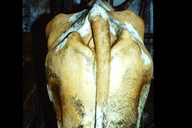 Rinder Masseverlust.jpg © Hofer Rinder Masseverlust.jpg © Hofer