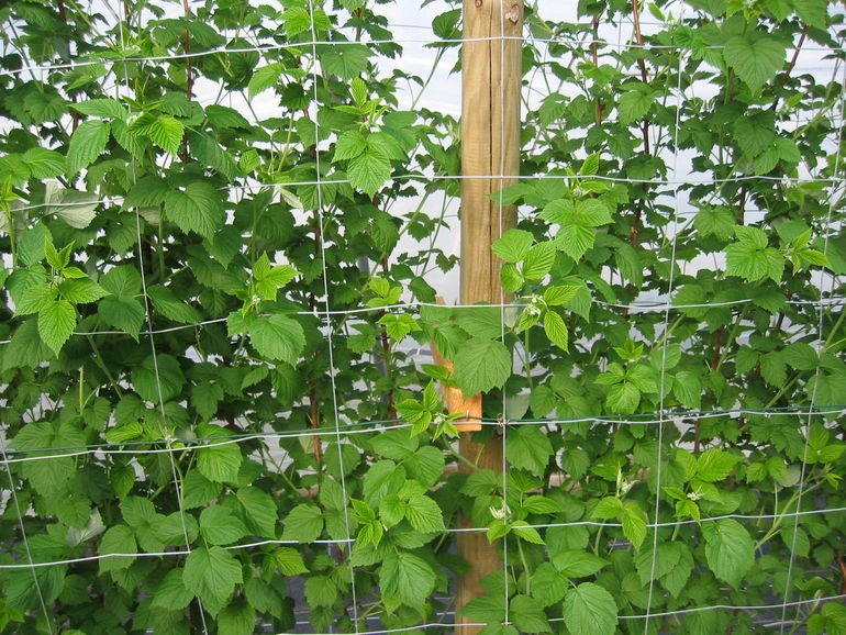 Sommerhimbeeren am Drahtrahmen.jpg Sommerhimbeeren am Drahtrahmen.jpg